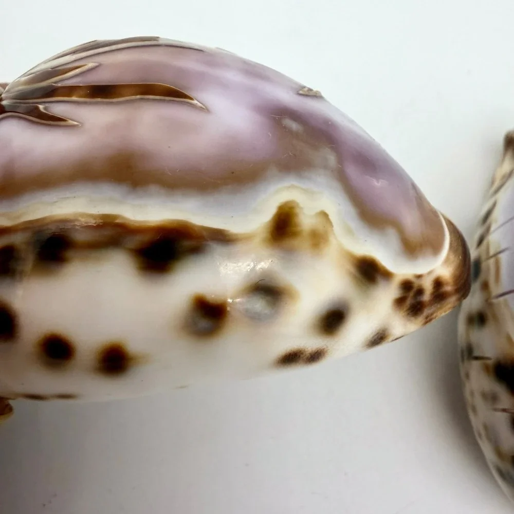 Vintage Carved Tiger Cowrie Shell‎ Pair Pelican Seahorse Cameo Coastal Estate